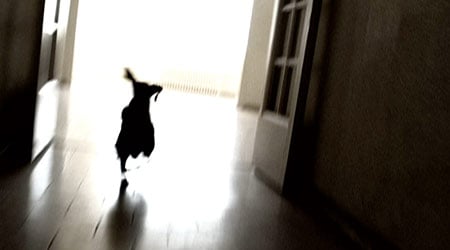 CINEART Spain: 'Color Runaway Dog'