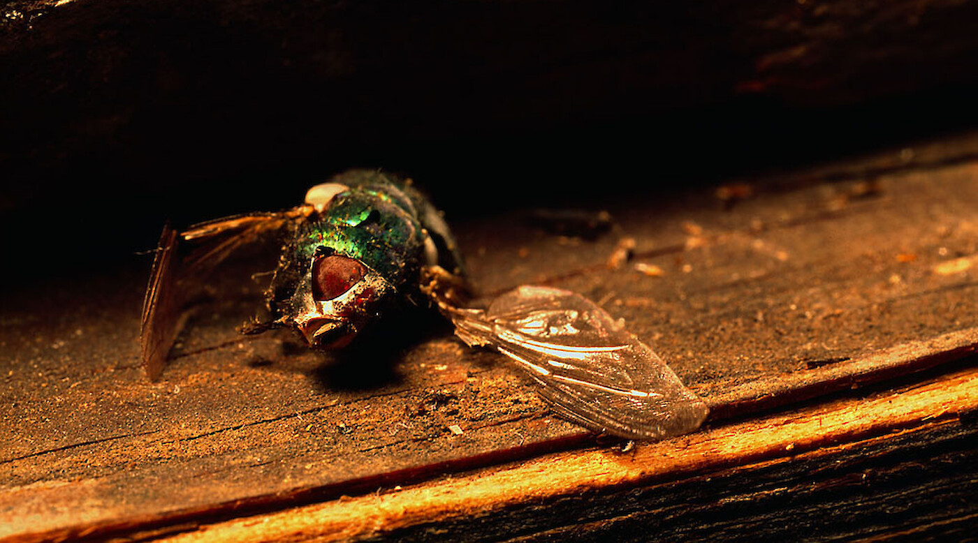 The Glam Bugs: Photographs by Xavier Nuez