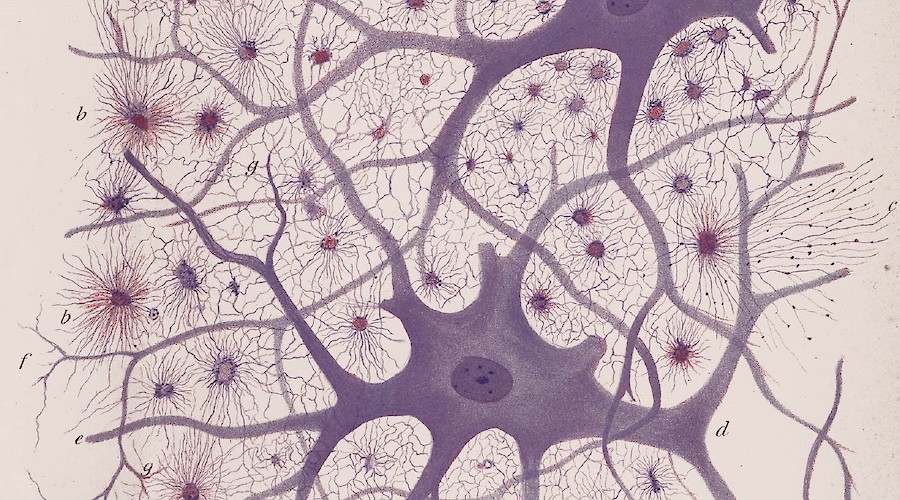 Cajal's Neuronal Forest: Science and Art