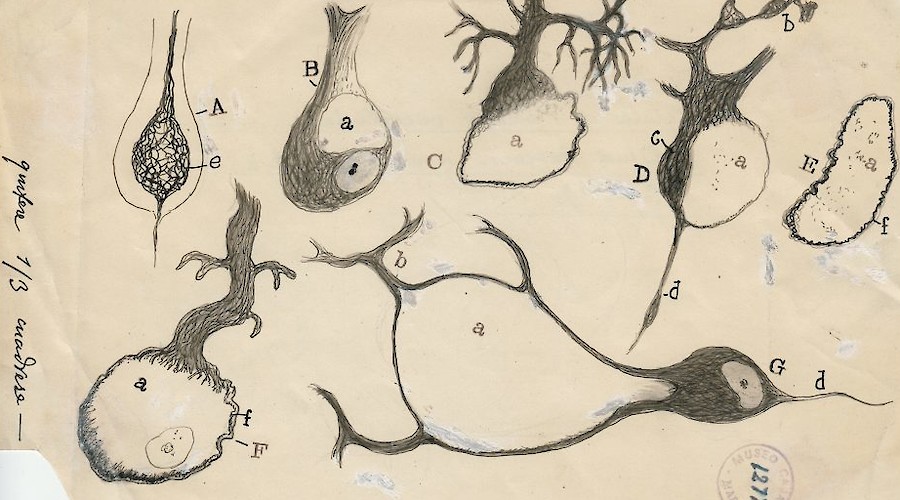 The Beautiful Brain: The Drawings of Santiago Ramón y Cajal