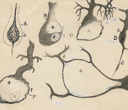 The Beautiful Brain: The Drawings of Santiago Ramón y Cajal
