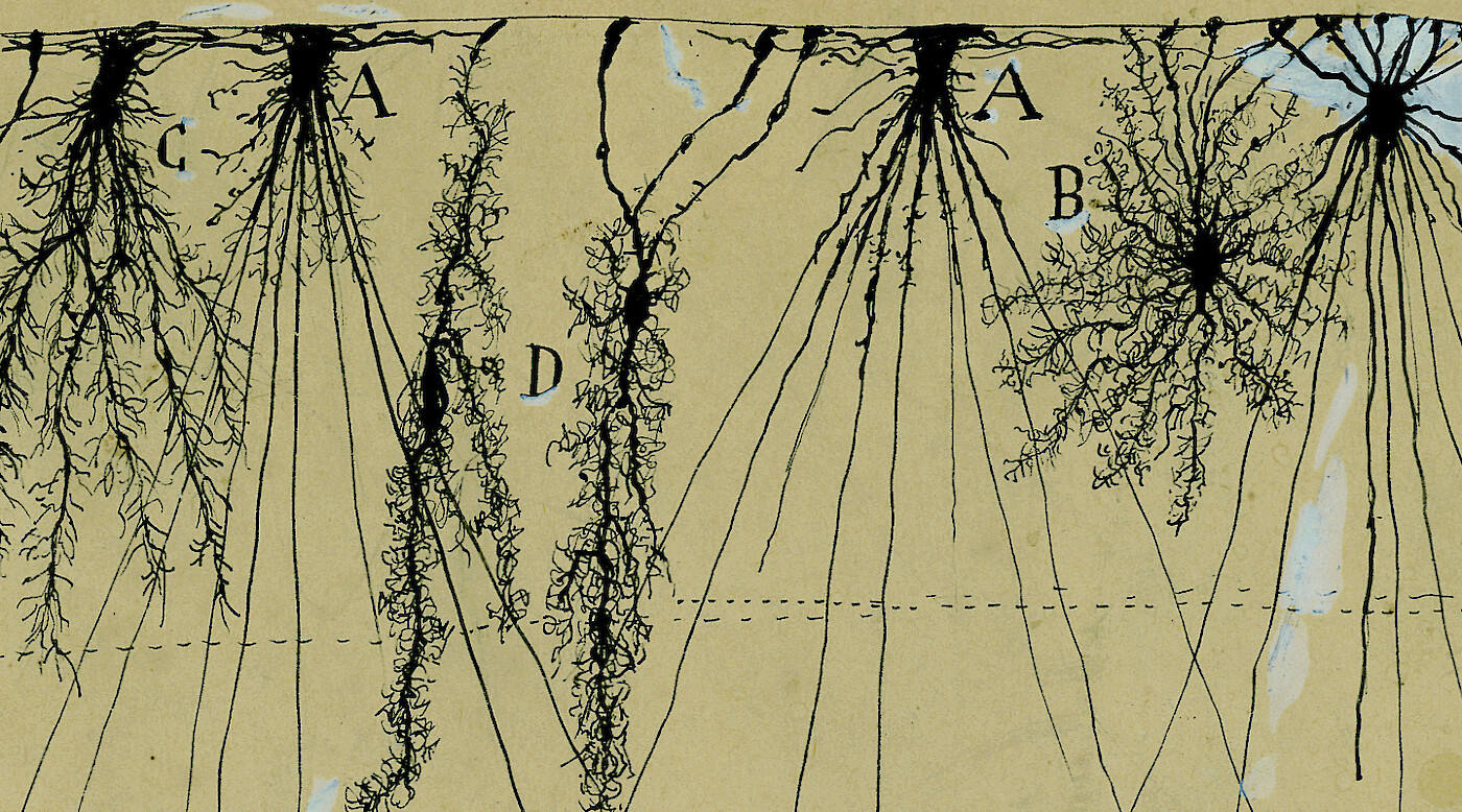 The Beautiful Brain: The Drawings of Santiago Ramón y Cajal