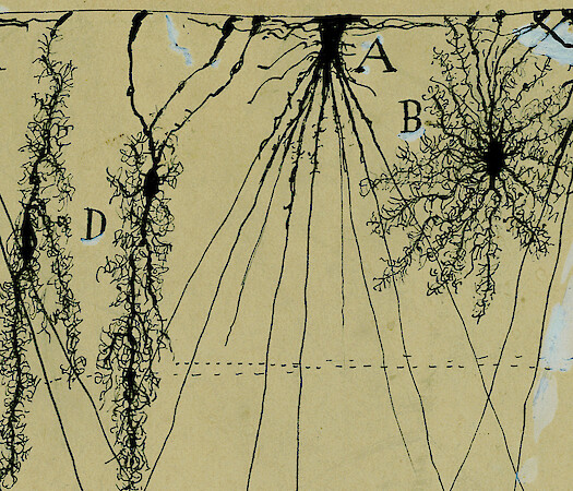 The Beautiful Brain: The Drawings of Santiago Ramón y Cajal