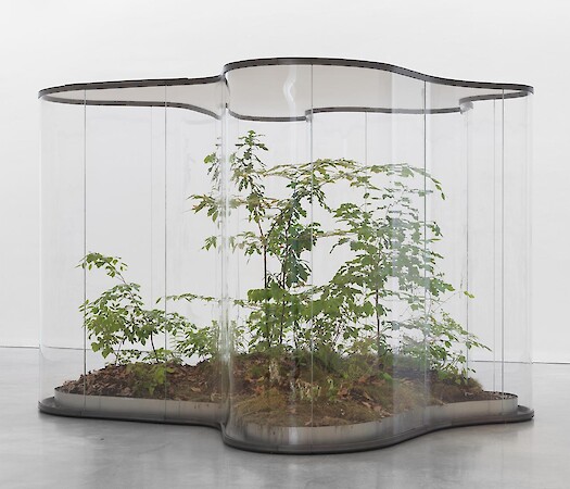 Daniel Steegmann Mangrané: A Transparent Leaf Instead Of The Mouth