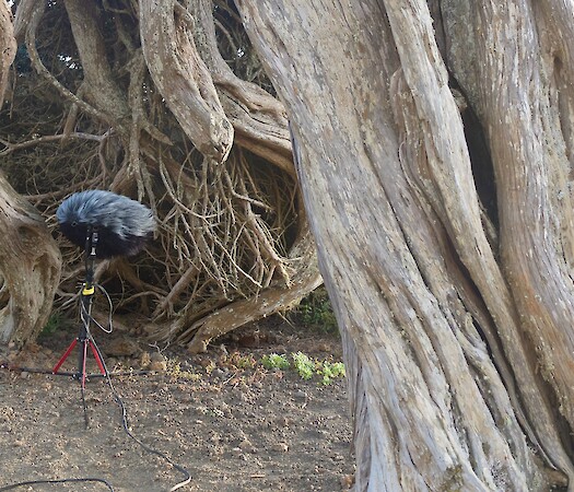 CANARIAS DC SOUNDWALK