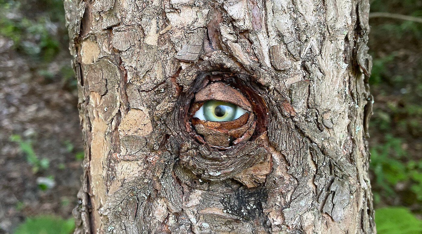 The Houses Are Blind, but the Trees Can See by Walter Martin & Paloma Muñoz