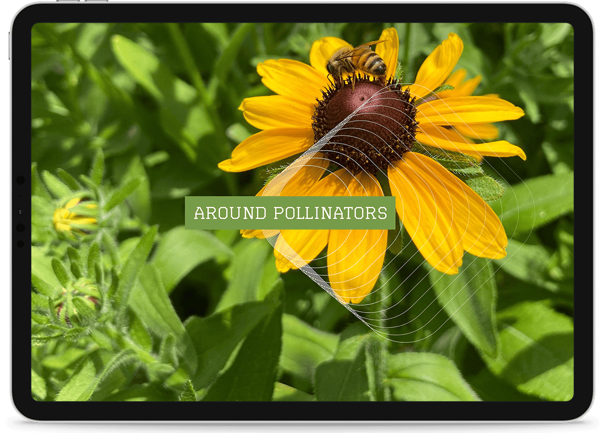 Around Pollinators microsite