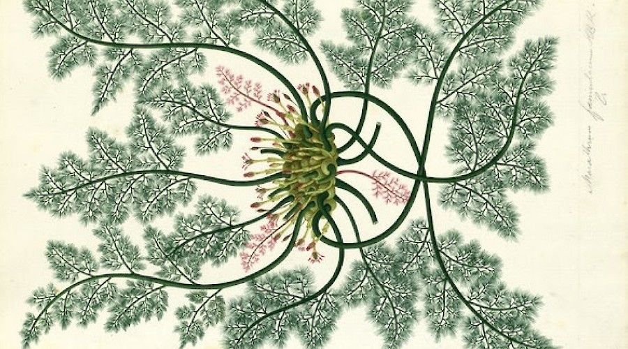 La Flora de Bogotá: The Art and Science of Botany ca. 1800