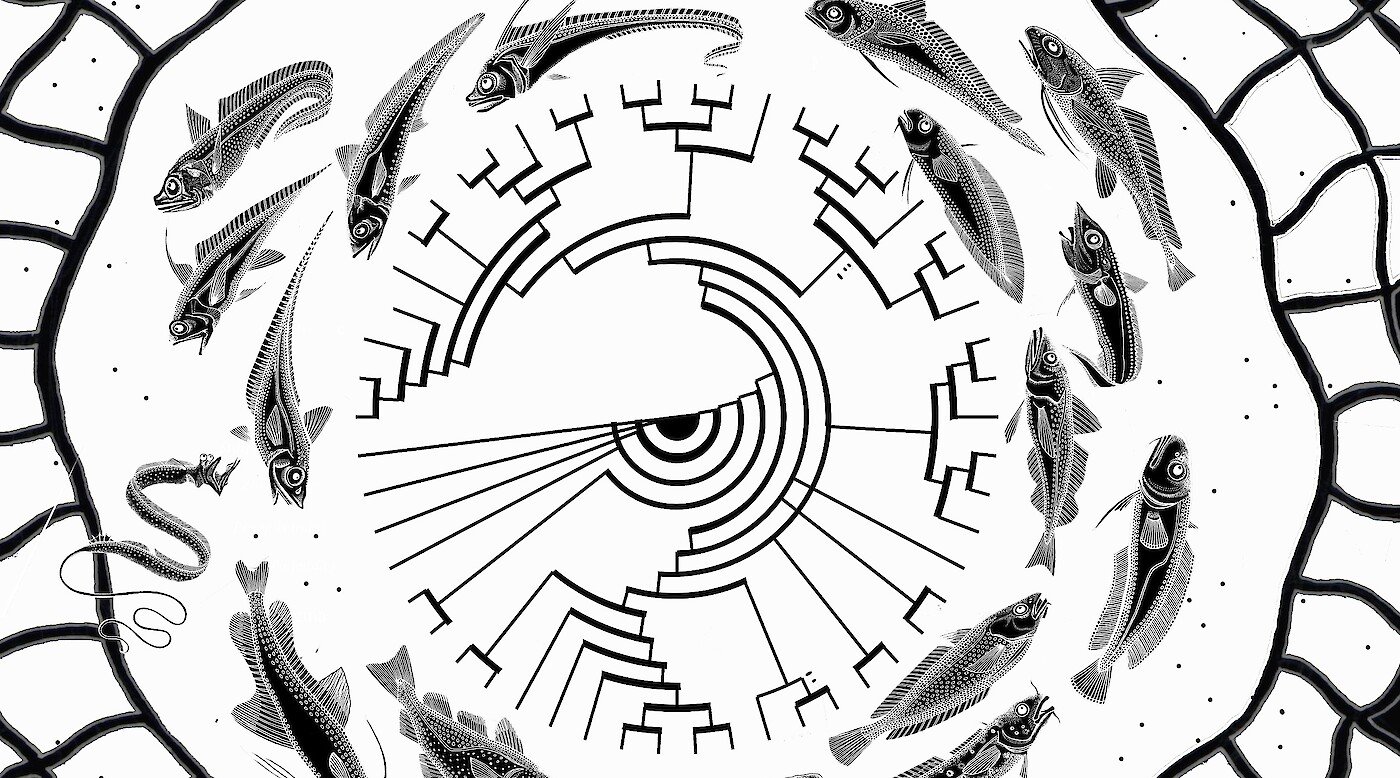 Empowering Voices Series: Exploring the Systematics and Evolution of Fish