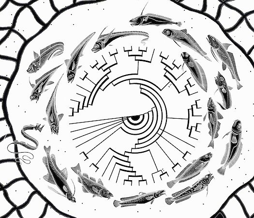 Empowering Voices Series: Exploring the Systematics and Evolution of Fish