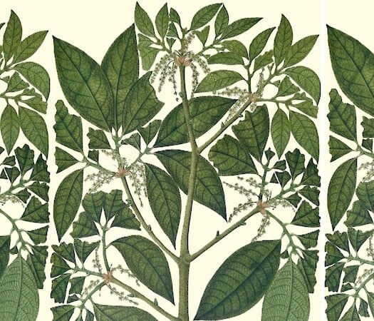 José Celestino Mutis' Flora by Mauricio Diazgranados