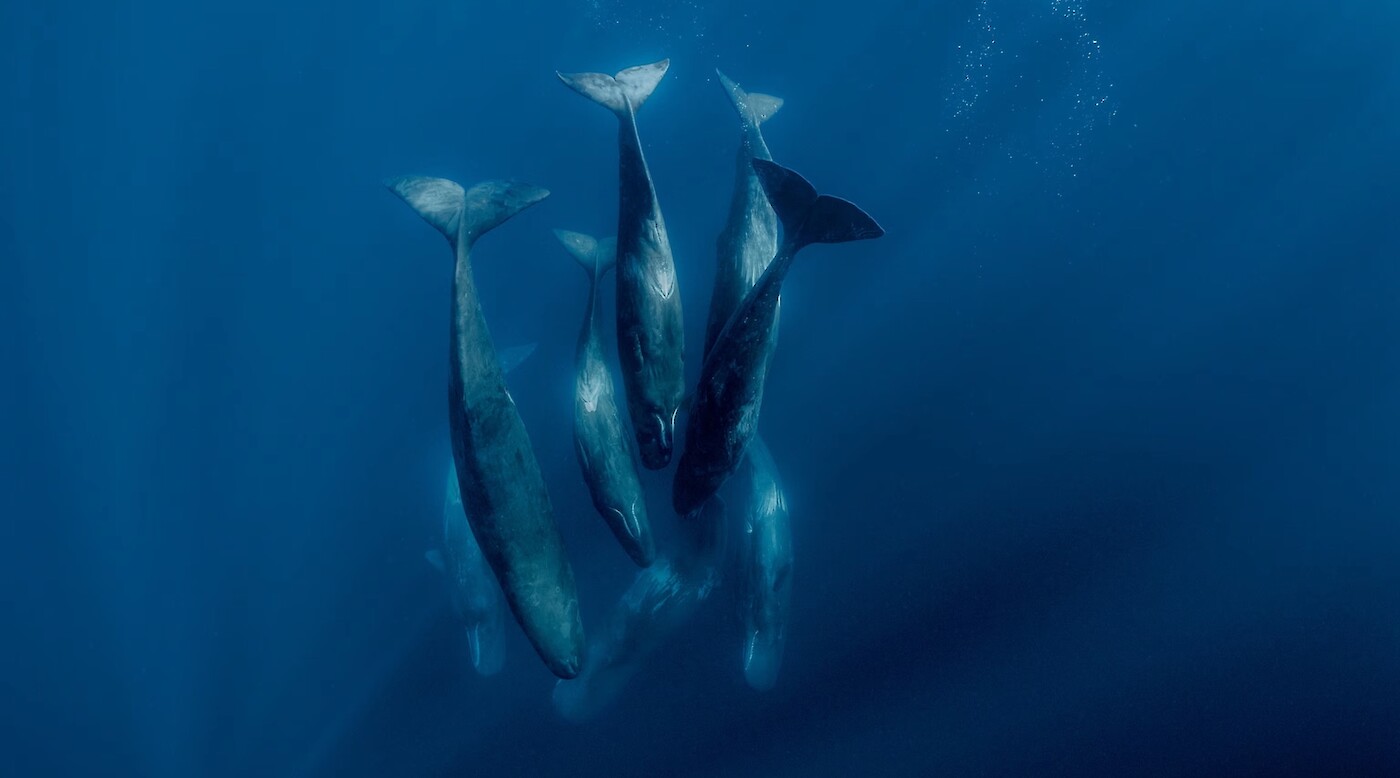 Science Diplomacy Club: Ocean Exploration & Marine Biodiversity